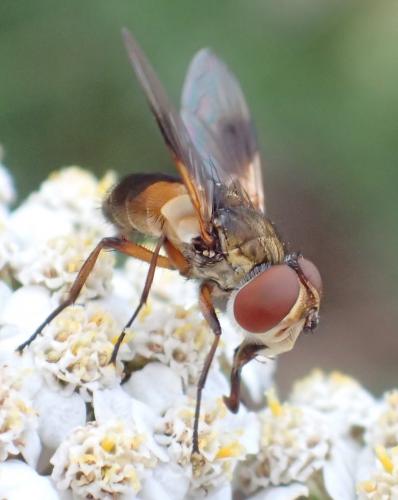 Réf. 241 014 : Ectophasia sp.